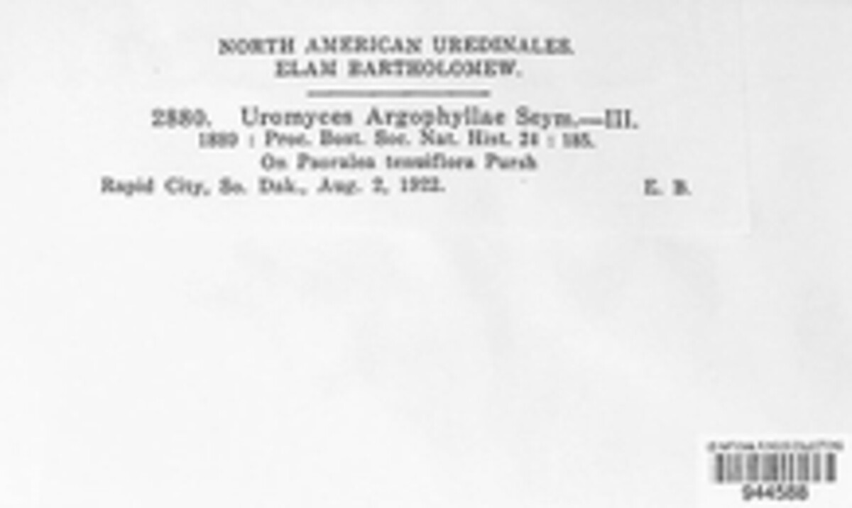 Uromyces argophyllae image
